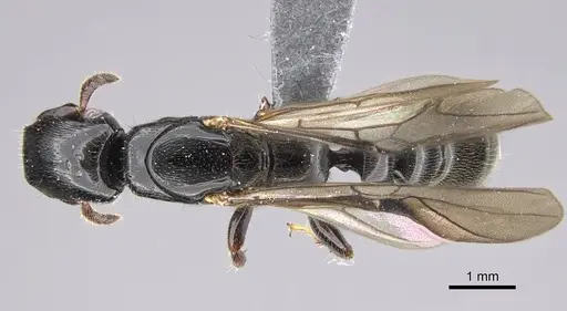 Metapone emersoni - CASENT0242913