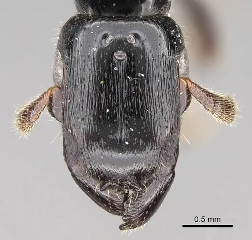 Metapone emersoni - CASENT0242913