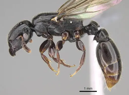 Metapone emersoni - CASENT0242913