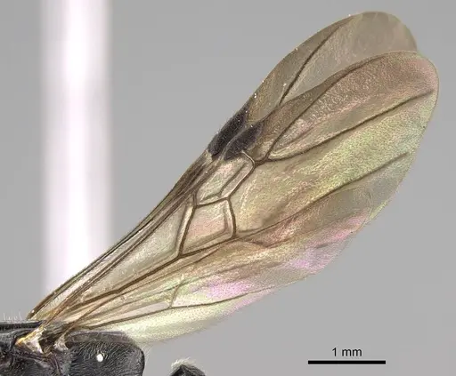 Metapone emersoni - CASENT0242913