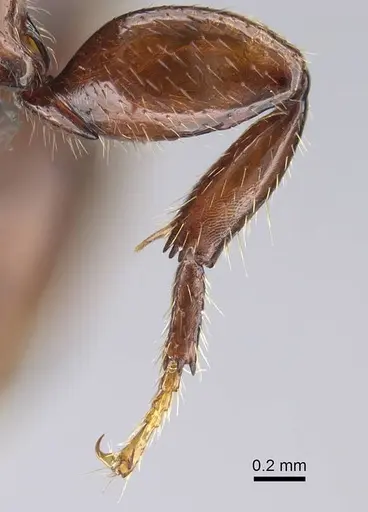 Metapone emersoni - CASENT0279280