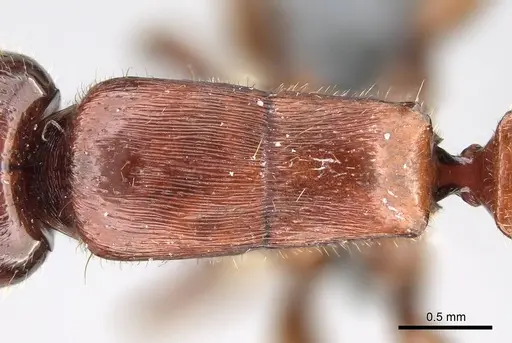 Metapone emersoni - CASENT0746928