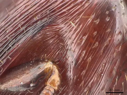 Metapone emersoni - CASENT0746928