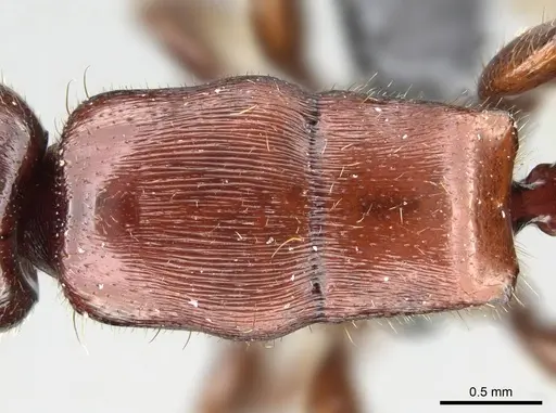 Metapone emersoni - CASENT0763000