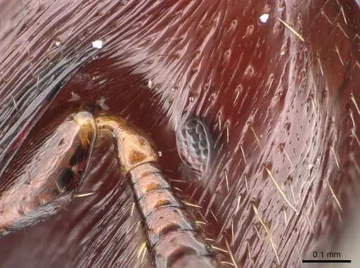 Metapone emersoni - CASENT0763000