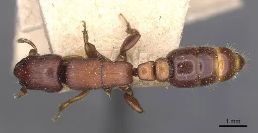 Metapone greeni specimen