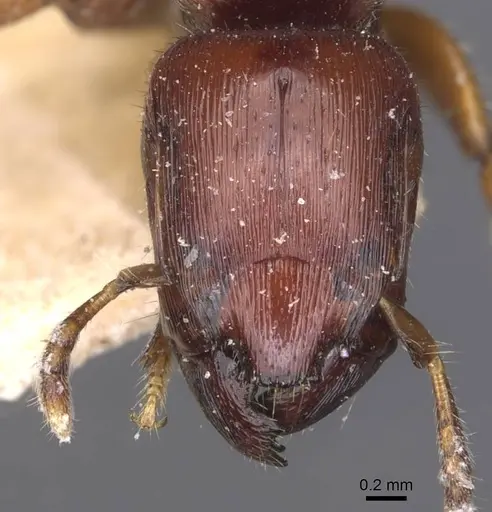 Metapone greeni specimen