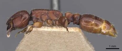 Metapone greeni specimen