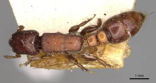 Metapone greeni - CASENT0914068