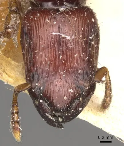 Metapone greeni - CASENT0914068