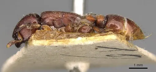 Metapone greeni - CASENT0914068