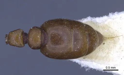 Metapone greeni - CASENT0916851