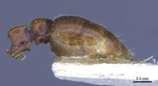 Metapone greeni - CASENT0916851