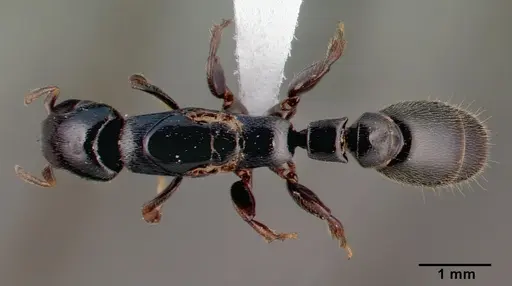 Metapone madagascarica specimen