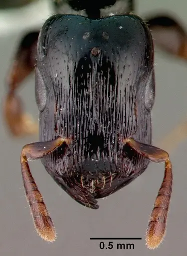 Metapone madagascarica specimen