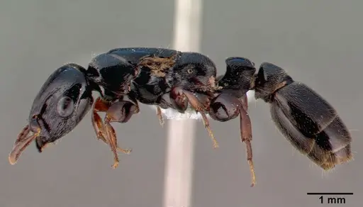 Metapone madagascarica specimen