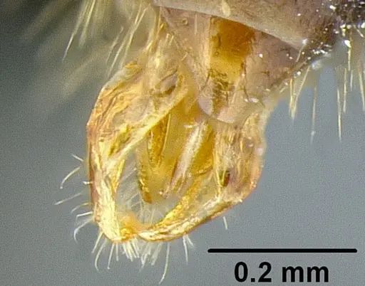 Metapone manni specimen