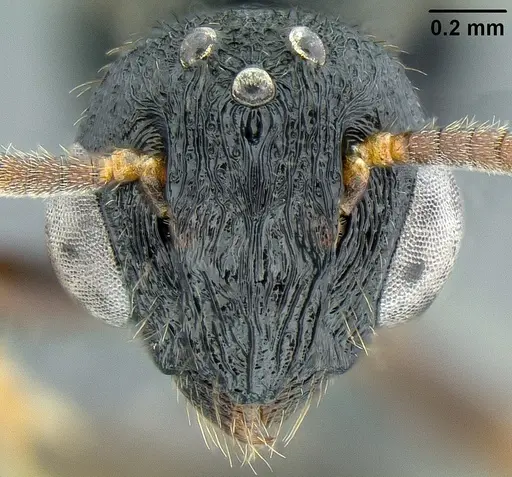 Metapone manni specimen