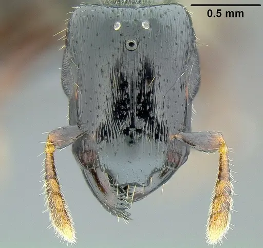 Metapone manni - CASENT0181798