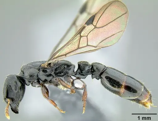 Metapone manni - CASENT0181798