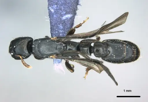 Metapone manni - CASENT0181802