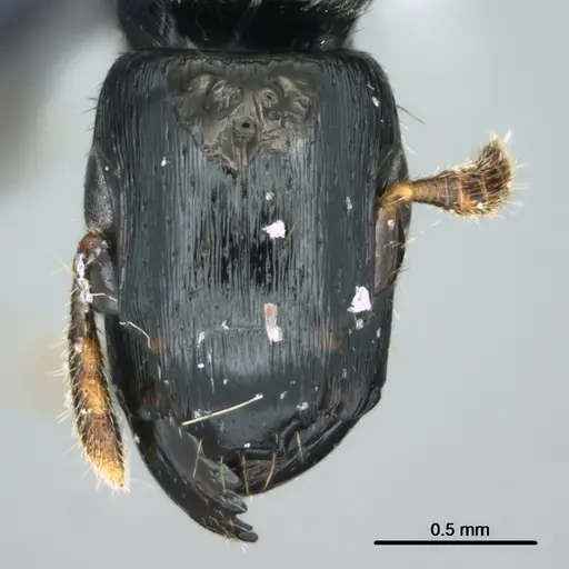 Metapone manni - CASENT0181802