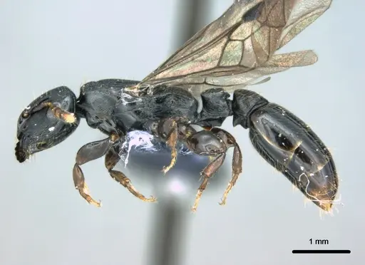 Metapone manni - CASENT0181802