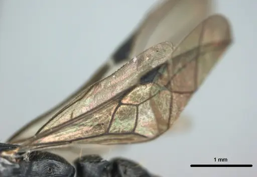 Metapone manni - CASENT0181802