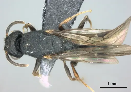 Metapone manni - CASENT0181832