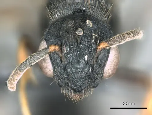 Metapone manni - CASENT0181832