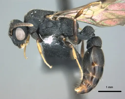 Metapone manni - CASENT0181832