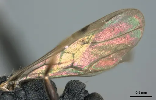 Metapone manni - CASENT0181832