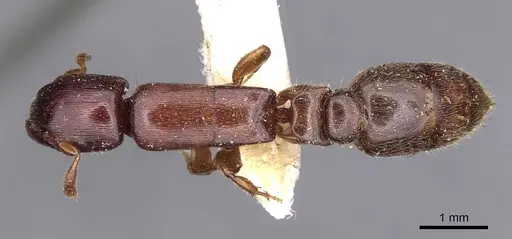 Metapone mjobergi specimen