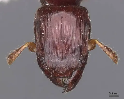 Metapone mjobergi specimen