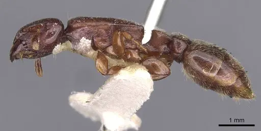 Metapone mjobergi specimen