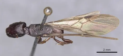 Metapone sauteri specimen