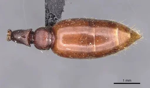 Metapone sauteri specimen