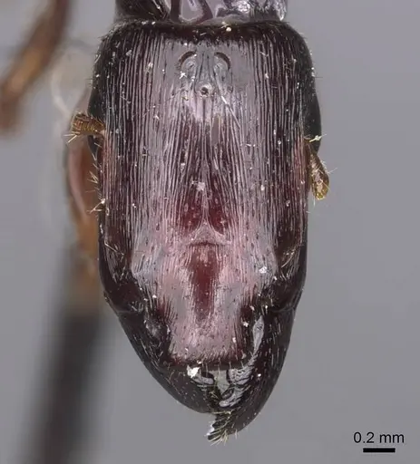 Metapone sauteri specimen