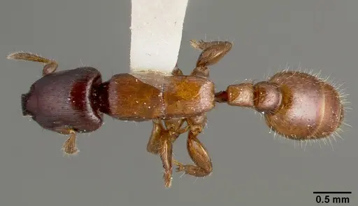 Metapone truki specimen