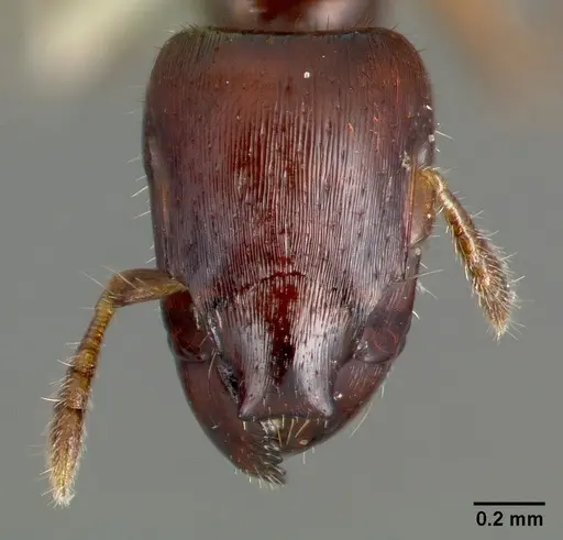 Metapone truki specimen