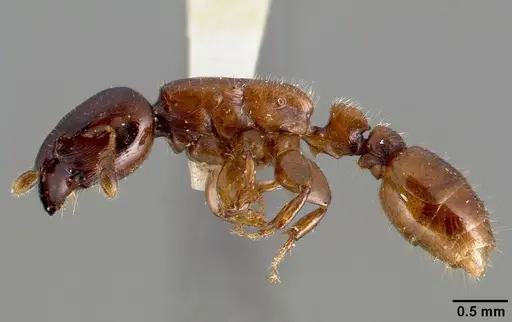 Metapone truki specimen