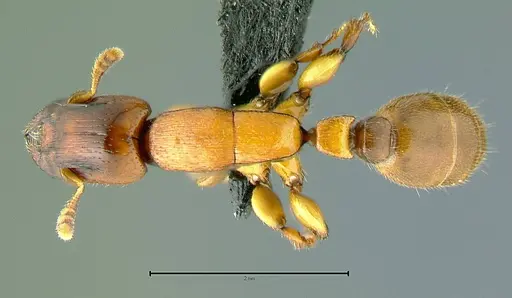 Metapone vincimus specimen