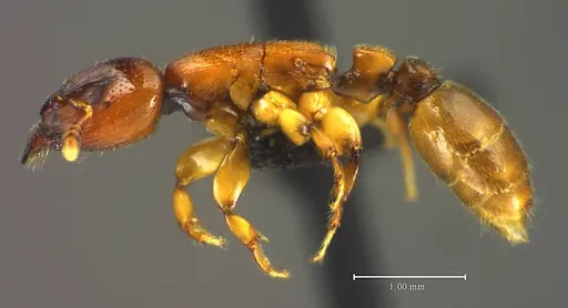 Metapone vincimus specimen