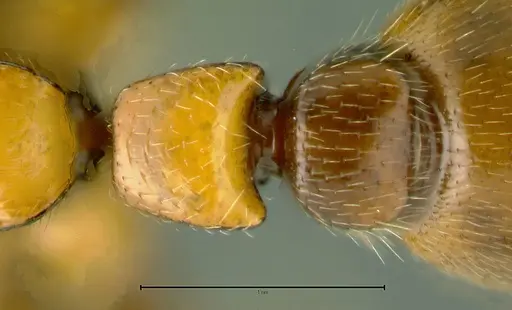 Metapone vincimus specimen