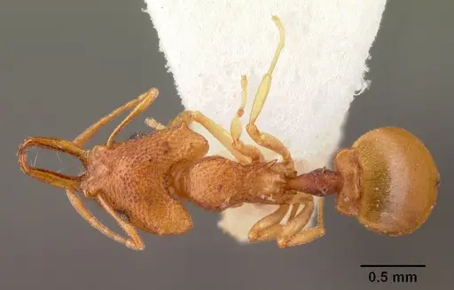 Microdaceton exornatum specimen