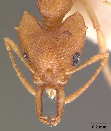 Microdaceton exornatum specimen
