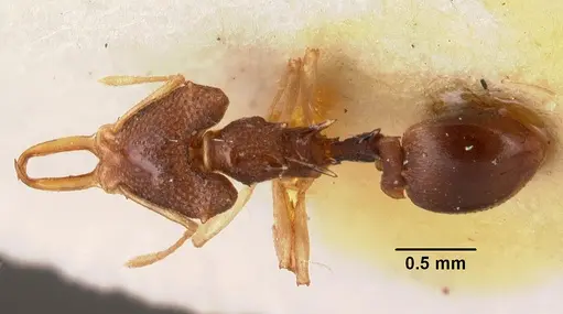 Microdaceton exornatum - CASENT0101457