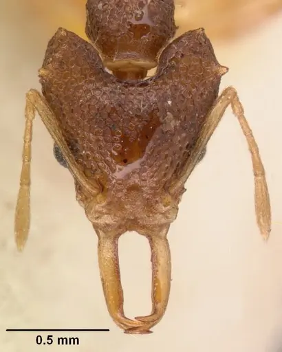 Microdaceton exornatum - CASENT0101457