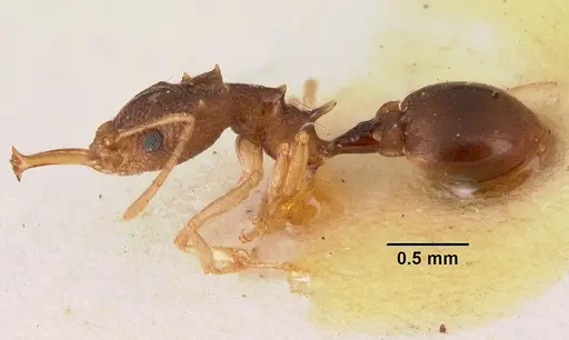 Microdaceton exornatum - CASENT0101457