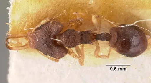 Microdaceton exornatum - CASENT0101459